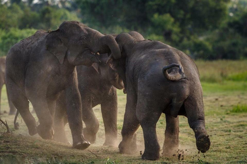 Elephant Lodge Удавалаве Екстериор снимка